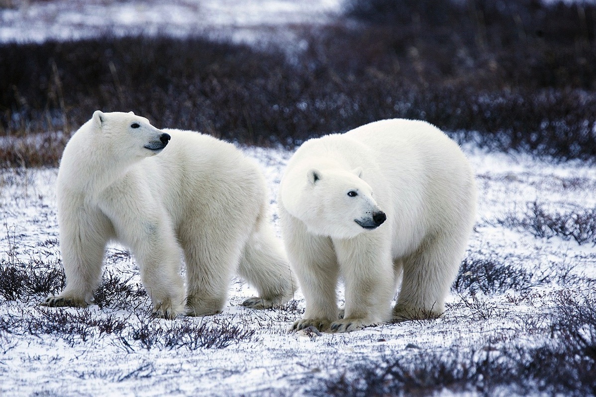 Polar bears 1665367 1280