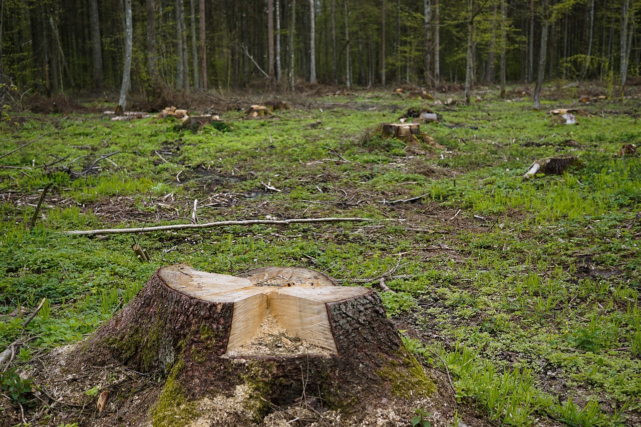 伐採すること自体が問題ではない 森林伐採と温暖化との関係